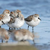 Western Sandpiper